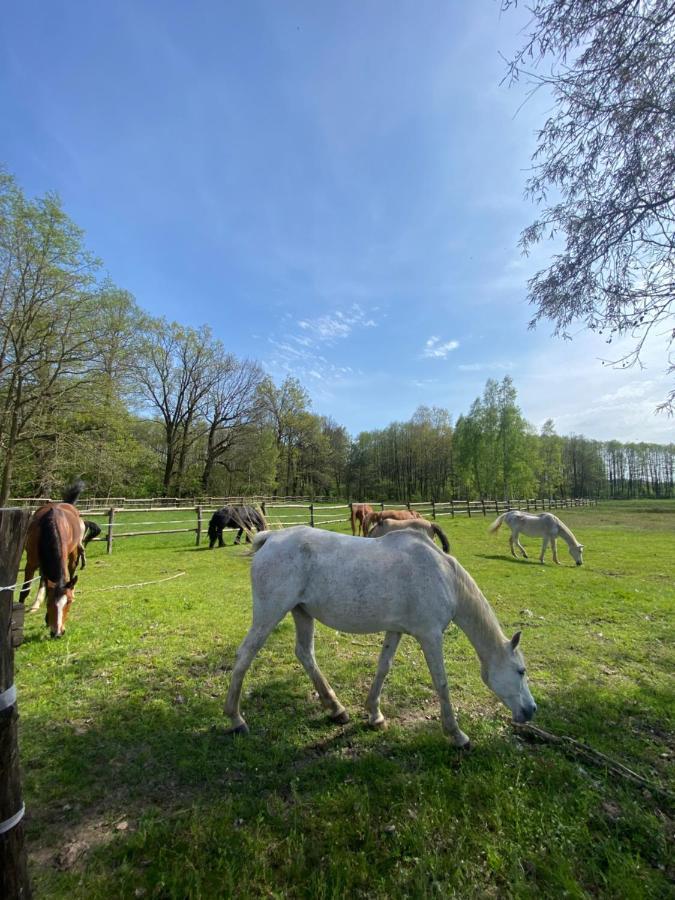 Гостевой дом Inglotowka Wolow  Экстерьер фото